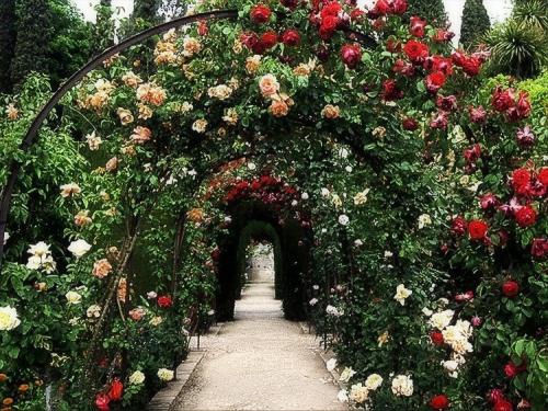 Розы садовые кустовые. Розы, какие они бывают