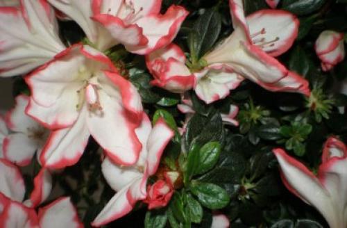 Рододендрон таблетки. Рододендрон — лечебные свойства и противопоказания