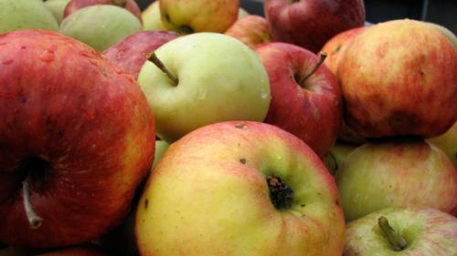 Шарлотка без яиц на майонезе. 20 рецептов шарлотки на все случаи жизни