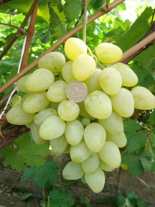 Виноград Тайфи википедия. Описание сорта винограда Тайфи