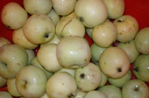 Консервация яблок целиком 19 Консервация яблок целиком 19