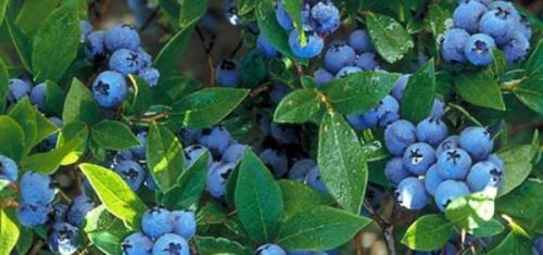 Голубика посадка и уход украина. Как вырастить голубику на даче: секреты хорошего урожая