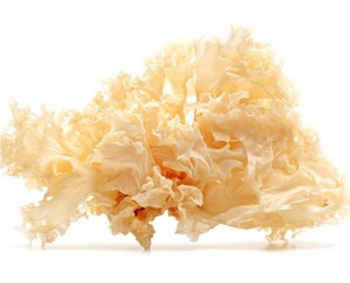 Грибы похожие на кораллы белого цвета. Описание 08 Грибы похожие на кораллы белого цвета. Описание 08