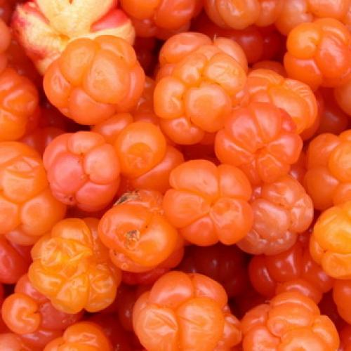 Какие ягоды в лесу растут осенью. Съедобные ягоды в лесу 01