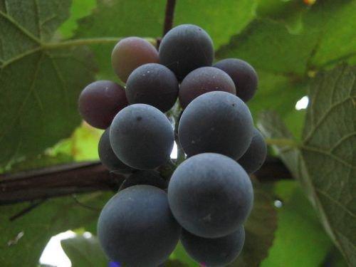 Лучшие сорта винограда для самарской области. Сорта винограда для виноделия 01