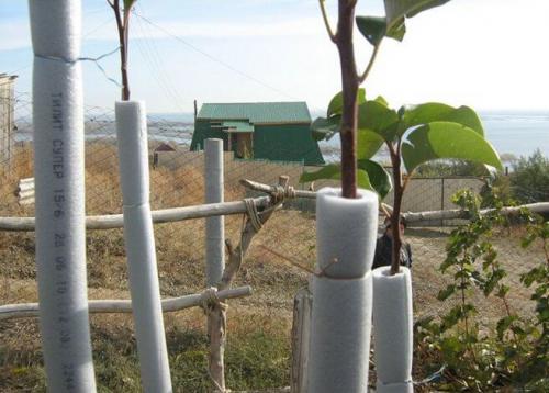 Как подготовить молодую яблоню к зиме. Подготовка яблони к зимовке — обрезка, подкормка и утепление