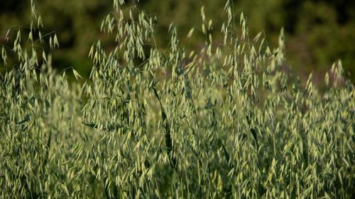 Когда сеять овес на зерно. Как подготовить семена овса для посева, посадить их правильно и вырастить богатый урожай