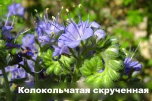 Фацелия многолетняя. Цветок фацелия: фото, разновидности, секреты по уходу и выращиванию