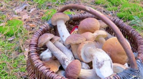 Сколько можно хранить вареные замороженные грибы в морозилке. Как правильно замораживать свежие грибы