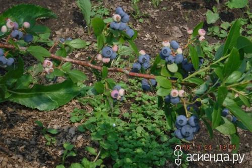 Голубика выращивание форум. Мой опыт выращивания голубики.
