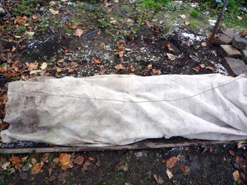 Укрытие винограда на зиму на кубани. Как укрывать виноград на зиму? 5 вариантов подготовки к зимовке.