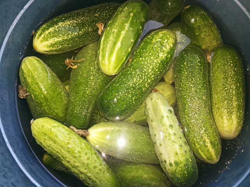 Как засолить огурцы в кастрюле. Малосольные огурцы быстрого приготовления в кастрюле
