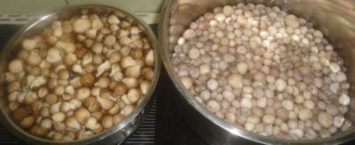 Маринованные лесные грибы быстрого приготовления. Лесные грибы (дождевики) –, как замариновать на зиму?