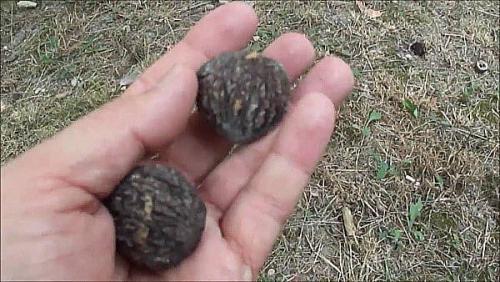 Выращивание черного ореха из плода. Как вырастить черный орех: способы посадки и выбор места для дерева