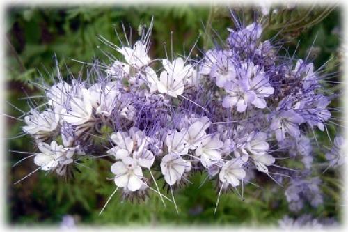 Сроки посева фацелии осенью. Сроки и технология осеннего посева фацелии, как сидерата