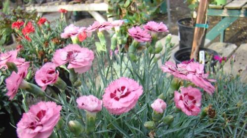 Гвоздика двухлетняя. Гвоздика садовая: разновидности, посадка и уход