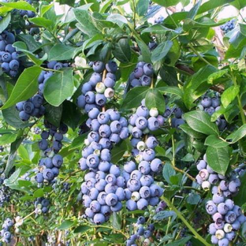 Какие ягоды в лесу растут осенью. Съедобные ягоды в лесу 07