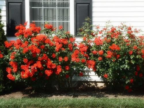 Розы садовые кустовые. Розы, какие они бывают