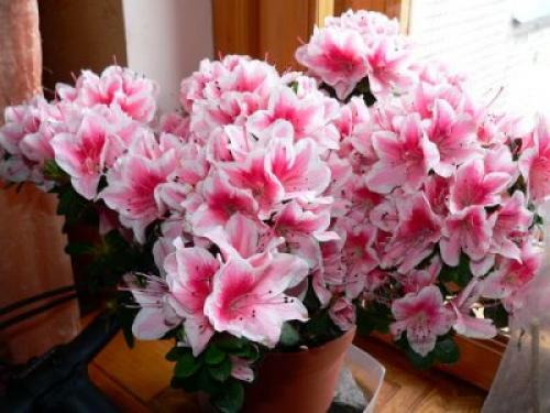 Рододендрон таблетки. Рододендрон — лечебные свойства и противопоказания