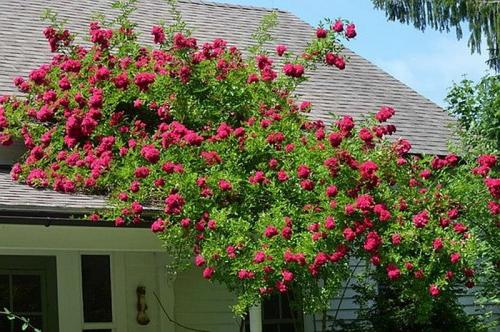 Пергола для роз. Описание перголы 02