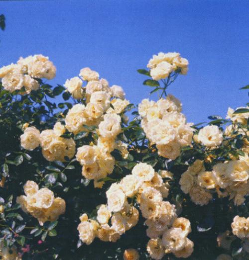 Мелкоцветковые розы сорта. 