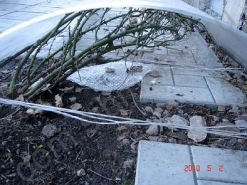 Розы при какой температуре укрывать. При какой температуре укрывать розы на зиму: советы и рекомендации 12