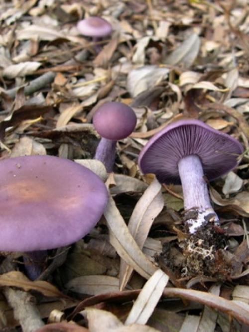 Гриб фиолетовая шляпка толстая ножка. Гриб рядовка фиолетовая: фото и описание 04