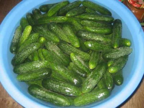 Консервирование маленьких огурчиков на зиму. Огурцы маринованные Как магазинные 15