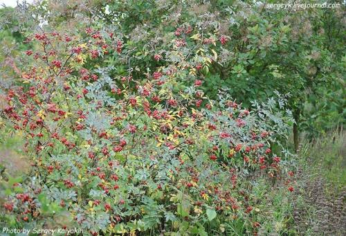 Piet oudolf. С юбилеем, Пит Удольф!