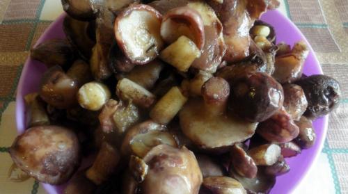 Как заморозить грибы маслята. Рецепты заморозок маслят на зиму