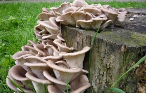 Как убрать горечь из вешенок. Польза грибов вешенок для организма человека