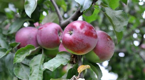 Яблони осенние сорта для средней полосы. Осенние яблони: знакомимся с сортами и особенностями ухода 23 Яблони осенние сорта для средней полосы. Осенние яблони: знакомимся с сортами и особенностями ухода 23