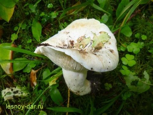 Гриб скрипун. Гриб скрипица – характерные особенности