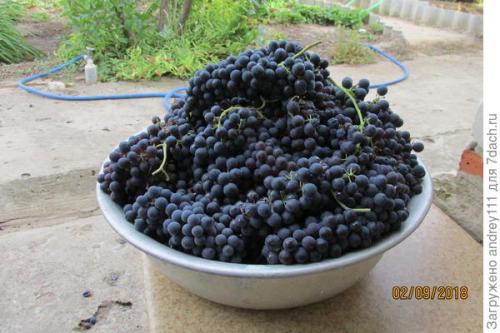 Виноградный сок на зиму через соковыжималку. Виноградный сок без пресса, соковыжималки и соковарки