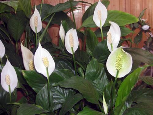 Комнатный цветок дерево счастья. 10 комнатных растений, притягивающих любовь и благополучие в семье 15