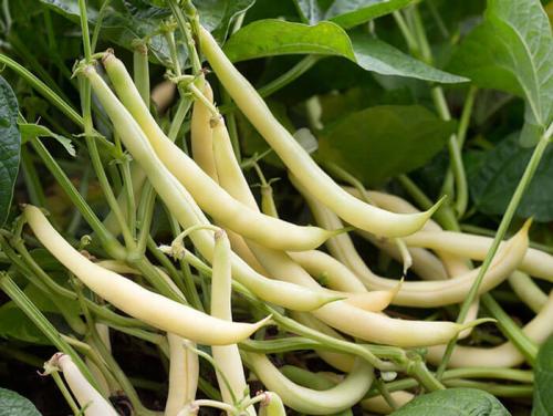 Створки фасоли рецепты приготовления. Биохимический состав 02