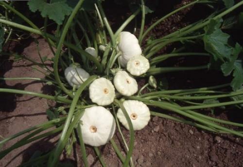 Патиссон копейка. Патиссон и всё, что с ним связано