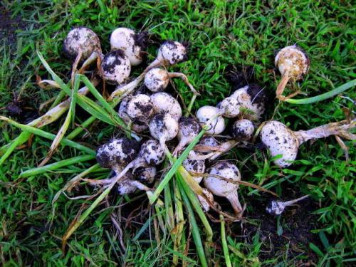 Почему нельзя сажать лук после овса. После чего сажать лук? Что сажать после лука?