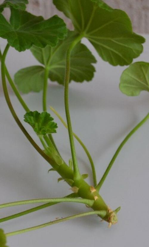 Как укоренить тюльпановидную пеларгонию. Тюльпановидная пеларгония. Особенности размножения