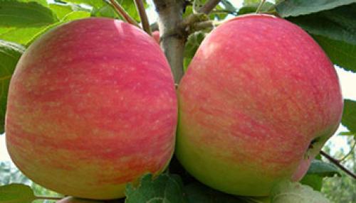 Яблони осенние сорта для средней полосы. Осенние яблони: знакомимся с сортами и особенностями ухода 06 Яблони осенние сорта для средней полосы. Осенние яблони: знакомимся с сортами и особенностями ухода 06