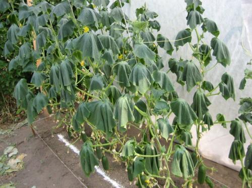 Как освежить вялые огурцы. Почему вянут листья на огурцах: основные причины