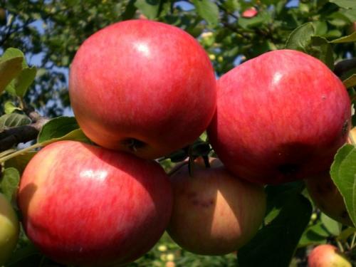 Ранние сорта яблонь для средней полосы. Самые ранние и вкусные сорта яблонь для средней полосы России