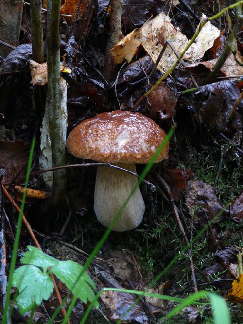 Грибы белянки когда собирать. Как и когда растут белые грибы