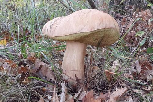 Консервируем белые грибы на зиму. Белый гриб — описание и свойства