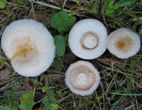 Гриб белянка, как готовить. Как готовить грибы белянки