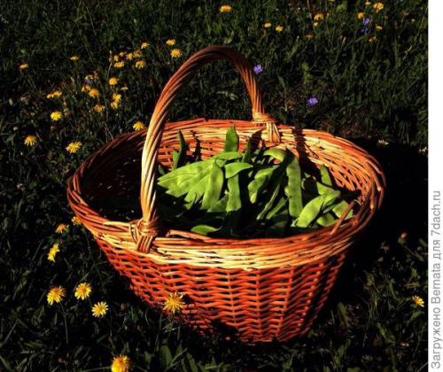 Туршевая фасоль, что это. Хельда - идеальная фасоль для турши