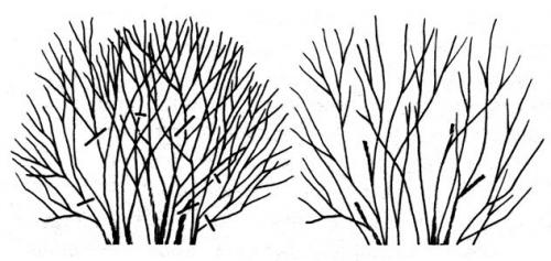 Сирень осенью. Осенняя обрезка сирени для пышного цветения весной