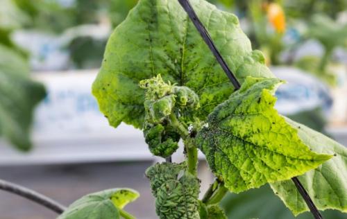 Как освежить вялые огурцы. Почему вянут листья на огурцах: основные причины