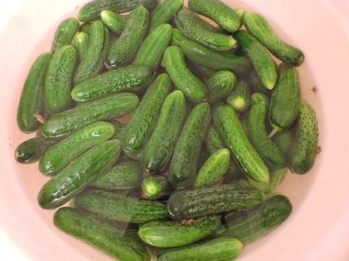 Как солить огурцы на зиму в литровых банках. Засолка огурцов на зиму в 2 и 3 литровых банках. Солим хрустящие огурцы