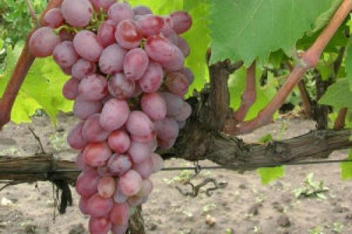 Виноград Тайфи полезные свойства. Виноград при беременности